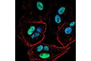 Immunofluorescence analysis of MCF-7 cells using PMS2 mouse mAb (green).