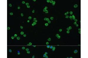 Immunofluorescence analysis of Raw264. (LZTR1 anticorps)
