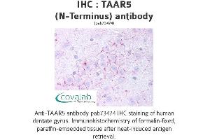 Image no. 1 for anti-Trace Amine Associated Receptor 5 (TAAR5) (Extracellular Domain), (N-Term) antibody (ABIN1739862) (TAAR5 anticorps  (Extracellular Domain, N-Term))