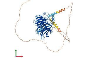 AlphaFold protein structure predicition of Mouse Recombinant Dcaf8 Protein, UniprotID Q8N7N5