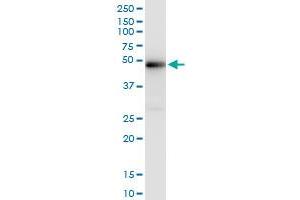 Immunoprecipitation of XRCC4 transfected lysate using anti-XRCC4 MaxPab rabbit polyclonal antibody and Protein A Magnetic Bead , and immunoblotted with XRCC4 MaxPab mouse polyclonal antibody (B01) .