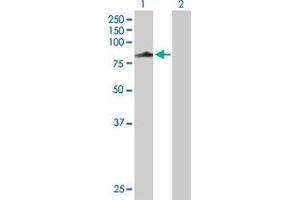 Western Blot analysis of HOOK3 expression in transfected 293T cell line by HOOK3 MaxPab polyclonal antibody. (HOOK3 anticorps  (AA 1-718))
