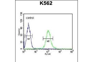 UBAC1 Antibody (C-term) (ABIN651546 and ABIN2840294) flow cytometric analysis of K562 cells (right histogram) compared to a negative control cell (left histogram).