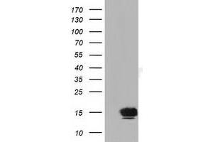 Western Blotting (WB) image for anti-Follicle Stimulating Hormone, beta Polypeptide (FSHB) antibody (ABIN1498319) (FSHB anticorps)