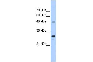 WB Suggested Anti-CYP2C9 Antibody Titration:  0. (CYP2C9 anticorps  (C-Term))