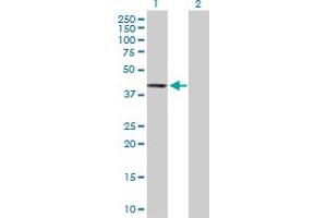 Western Blot analysis of PTPN7 expression in transfected 293T cell line by PTPN7 MaxPab polyclonal antibody.