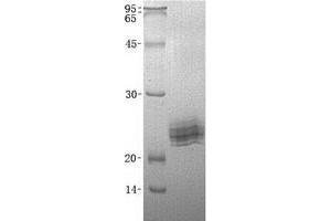 Validation with Western Blot
