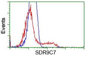 HEK293T cells transfected with either RC210941 overexpress plasmid (Red) or empty vector control plasmid (Blue) were immunostained by anti-SDR9C7 antibody (ABIN2453634), and then analyzed by flow cytometry.