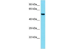 Host: Rabbit  Target Name: Coro2b  Sample Tissue: Mouse Lung lysates  Antibody Dilution: 1. (CORO2B anticorps  (N-Term))