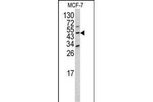 Western blot analysis of DOM3Z antibody (N-term Y88) (ABIN390574 and ABIN2840900) in MCF-7 cell line lysates (35 μg/lane).