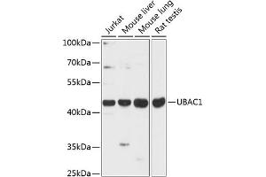 Western blot analysis of extracts of various cell lines, using UB antibody (ABIN6133006, ABIN6149772, ABIN6149773 and ABIN6216923) at 1:3000 dilution. (UBAC1 anticorps  (AA 176-405))