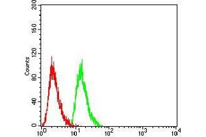 Flow cytometric analysis of Hela cells using RAN mouse mAb (green) and negative control (red). (RAN anticorps  (AA 1-216))