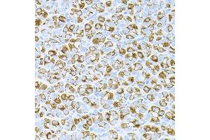 Immunohistochemistry of paraffin-embedded mouse stomach using DLK1 antibody.