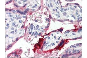 Human Placenta (formalin-fixed, paraffin-embedded) stained with ANXA1at 4 µg/ml followed by biotinylated anti-goat IgG secondary antibody, alkaline phosphatase-streptavidin and chromogen. (Annexin a1 anticorps  (C-Term))