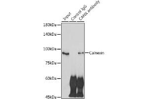Immunoprecipitation analysis of 300 μg extracts of NIH/3T3 cells using 3 μg Calnexin antibody (ABIN7266031).