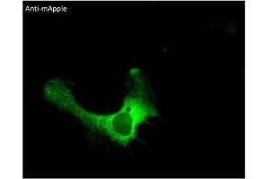 Immunofluorescence (IF) image for anti-mApple Fluorescent Protein antibody (ABIN7273083) (mApple Fluorescent Protein anticorps)