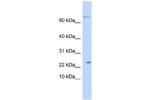 LOC441956 antibody used at 1 ug/ml to detect target protein.