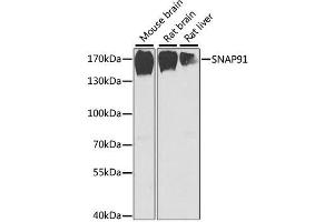 Western blot analysis of extracts of various cell lines, using SNAP91 antibody. (SNAP91 anticorps  (AA 321-600))