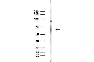 anti-DnaJ (Hsp40) Homolog, Subfamily C, Member 11 (DNAJC11) (C-Term) antibody