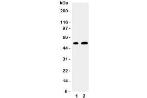 Western blot testing of EGR2 antibody and Lane 1:  mouse NIH3T3;  2: human MCF-7 cell lysate. (EGR2 anticorps  (N-Term))