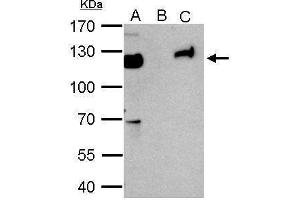 IP Image KAP1 antibody immunoprecipitates KAP1 protein in IP experiments. (KAP1 anticorps)