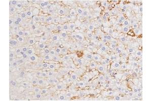 ABIN6267358 at 1/200 staining Rat liver tissue sections by IHC-P. (MAPT anticorps  (pThr212))