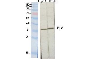 Western Blot (WB) analysis of specific cells using PCNA Polyclonal Antibody. (PCNA anticorps  (Internal Region))
