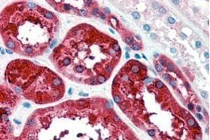 ABIN334401 (4µg/ml) staining of paraffin embedded Human Kidney.