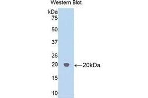 Western Blotting (WB) image for anti-Heat Shock 60kDa Protein 1 (Chaperonin) (HSPD1) (AA 172-343) antibody (ABIN1859226) (HSPD1 anticorps  (AA 172-343))