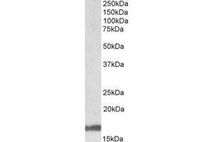 Image no. 1 for anti-Galanin (GAL) (AA 51-63) antibody (ABIN490598) (Galanin anticorps  (AA 51-63))