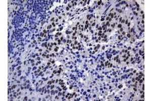 Image no. 6 for anti-Zinc Finger and SCAN Domain Containing 18 (ZSCAN18) antibody (ABIN1501861) (ZSCAN18 anticorps)