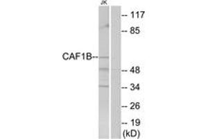 Western Blotting (WB) image for anti-Chromatin Assembly Factor 1, Subunit B (p60) (CHAF1B) (AA 71-120) antibody (ABIN2889566) (CHAF1B anticorps  (AA 71-120))