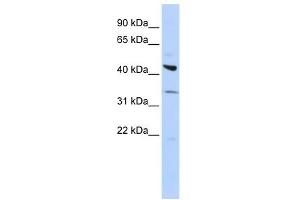ADRB2 antibody (70R-10424) used at 0. (beta 2 Adrenergic Receptor anticorps  (Middle Region))
