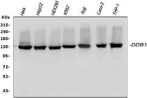 Western blot analysis of DDB1 using anti-DDB1 antibody (ABIN3043823). (DDB1 anticorps  (AA 1011-1140))