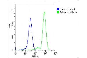 Overlay histogram showing K562 cells stained with (ABIN653968 and ABIN2843918)(green line). (POTEE anticorps  (AA 380-409))