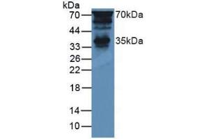 Western blot analysis of Mouse Brain Tissue. (PTF1A anticorps  (AA 177-328))