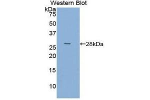 Western Blotting (WB) image for anti-Actin, Alpha, Cardiac Muscle 1 (ACTC1) (AA 156-368) antibody (ABIN1077733) (ACTC1 anticorps  (AA 156-368))