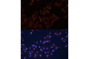 Immunofluorescence analysis of C6 cells using GN Polyclonal Antibody (ABIN7267538) at dilution of 1:100 (40x lens). (GNAI2 anticorps  (AA 1-355))