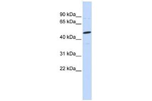 CSPG5 antibody used at 1 ug/ml to detect target protein.