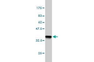 Western Blot detection against Immunogen (36.