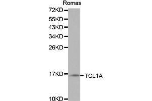 Western blot analysis of extracts of Ramos cells, using TCL1A antibody (ABIN5970229) at 1/1000 dilution. (TCL1A anticorps)