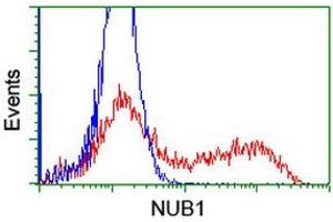 Image no. 6 for anti-Negative Regulator of Ubiquitin-Like Proteins 1 (NUB1) (AA 1-326) antibody (ABIN1490743) (NUB1 anticorps  (AA 1-326))