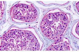 Anti-GPR75 antibody IHC staining of human testis. (GPR75 anticorps  (C-Term))