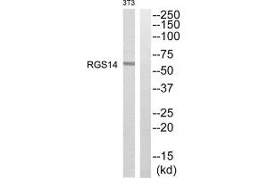 Western blot analysis of extracts from NIH/3T3 cells, using RGS14 antibody.