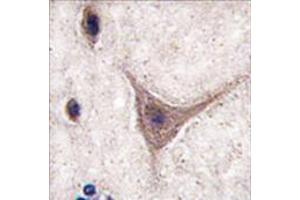Image no. 2 for anti-Cadherin 10, Type 2 (T2-Cadherin) (CDH10) (C-Term) antibody (ABIN357003)