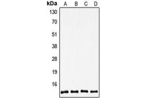 Western blot analysis of Thioredoxin 1 expression in THP1 (A), MCF7 (B), Raw264. (TXN anticorps  (C-Term))