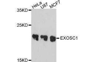 Western blot analysis of extracts of various cell lines, using EXOSC1 antibody. (EXOSC1 anticorps)