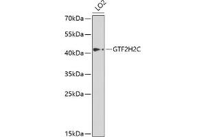 Western blot analysis of extracts of LO2 cells, using GTF2H2C antibody  at 1:1000 dilution. (GTF2H2C anticorps  (AA 1-300))
