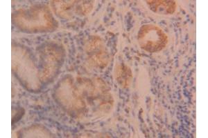 IHC-P analysis of Human Stomach Tissue, with DAB staining. (ANGPTL2 anticorps  (AA 267-493))