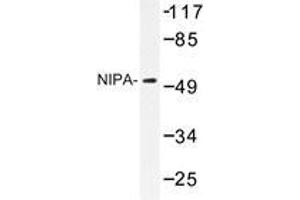 Western blot analysis of NIPA antibody in extracts from COS7 cells. (ZC3HC1 anticorps)